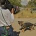 Filming a Police Attack Dog